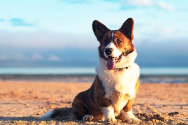 Dog breed welsh corgi cardigan sits on the shore of the bay, at sunset
