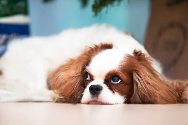 Köpek yetiştiricisi Şövalye Charles Spaniel Noel dekorasyonunun arka planında