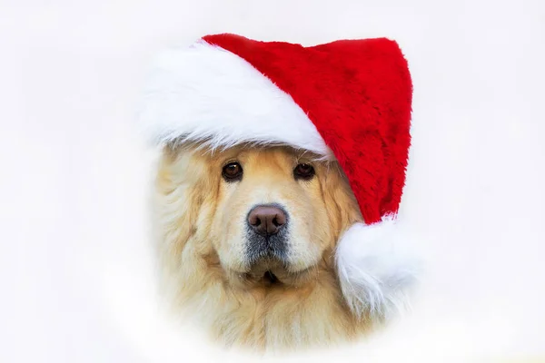 Postcard, serious dog Chow Chow in santa claus hat, merry christmas pet isolated on white. Copy space. — Stock Photo, Image