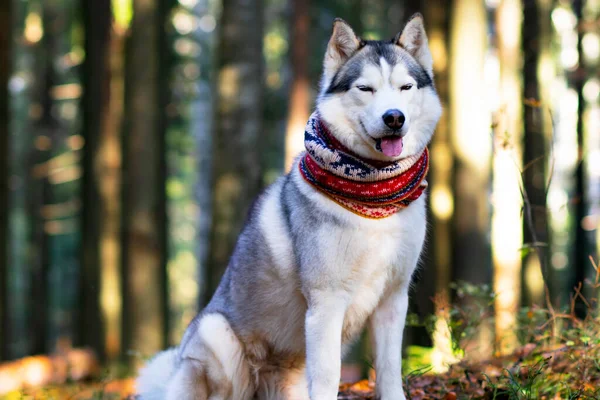 Close-up face of a husky with blue eyes in a scarf. Canadian, northern dog. — Stok fotoğraf