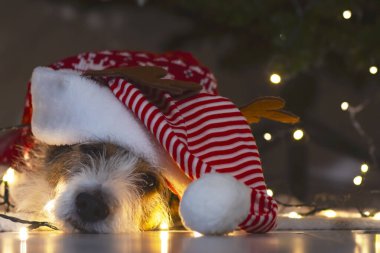 Cute, sad dog terrier sleeps on christmas, in a santa claus hat