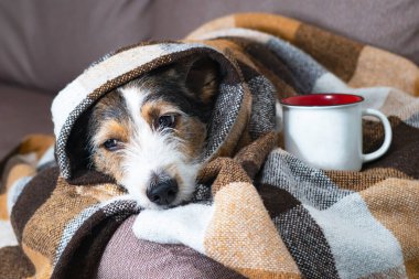 A pet got sick, a cold. Sad dog at home in a blanket on the couch with a cup of tea and lemon