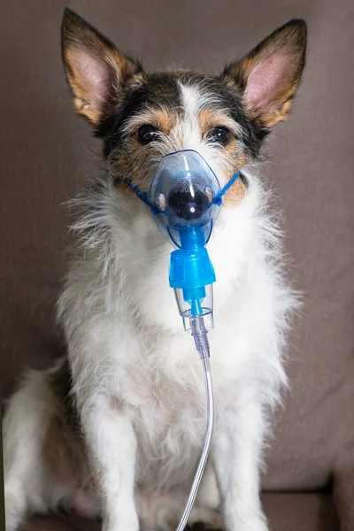 dog in oxygen mask, animal diseases, nebulizer inhalation. Close-up photo. Vertical photography