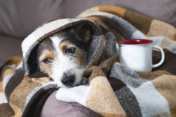A pet got sick, a cold. Sad dog at home in a blanket on the couch with a cup of tea and lemon