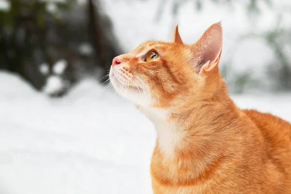 Porträt, Nahaufnahme einer Ingwerkatze im Profil, in den Sonnenstrahlen vor dem Hintergrund eines Winterwaldes. Auf der Straße, im Schnee. — Stockfoto