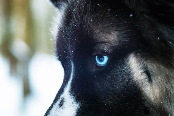 Close-up van blauwe ogen hond, husky ras. Heterochromie. — Stockfoto