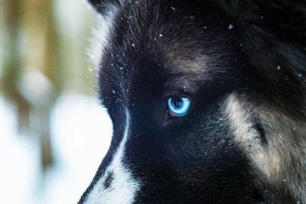 Close up of blue eye dog, husky breed. Heterochromia.