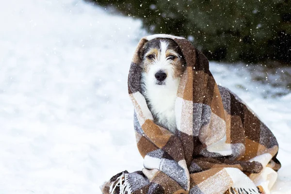 Sokakta üzgün köpek, karda battaniyenin içinde.. — Stok fotoğraf