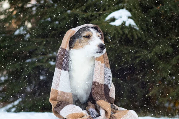 Üzgün köpek, yarı kan, sokakta, karda battaniyenin içinde.. — Stok fotoğraf