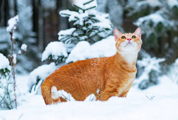 Ingwerkatze im Schnee, Spaziergänge im Winter im Wald. Trauriges Haustier auf der Straße. — Stockfoto