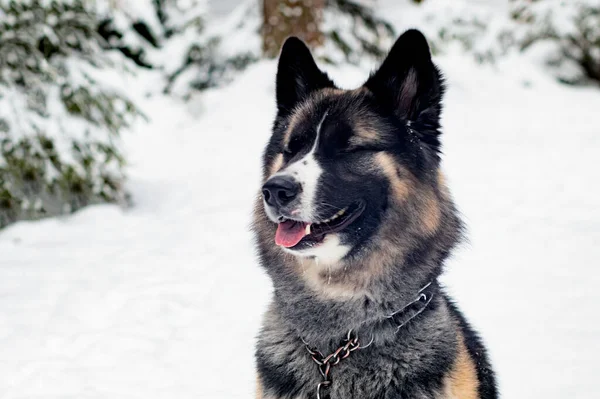 Mutlu Köpek gülümsüyor, kışın ve karlı ormanda — Stok fotoğraf
