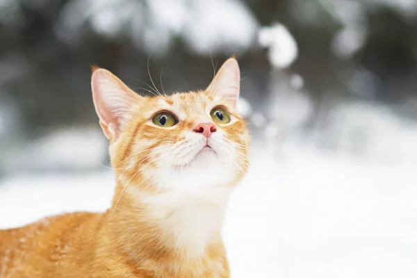 Porträt, Nahaufnahme einer Ingwerkatze im Profil, in den Sonnenstrahlen vor dem Hintergrund eines Winterwaldes. Auf der Straße, im Schnee. Kopierraum — Stockfoto