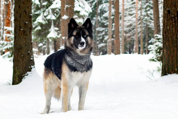 Kışın köpek ve karlı orman — Stok fotoğraf