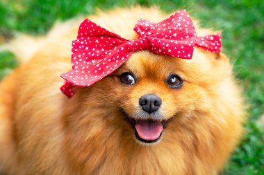 Güzel köpek, Pomeranian Spitz yaylı yakın plan. Hoş gülümseyen köpek yavrusunun tebrik kartı.