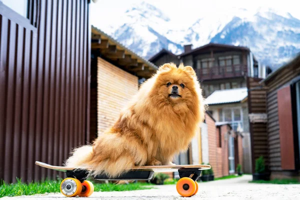 Komik bir köpek, Pomeranya salyası, bir kaykayın üzerinde oturuyor, dağların arka planında, evcil hayvan tatilde. Hayvan dışarıda, açık havada.