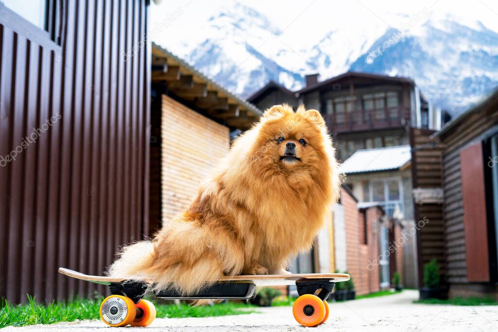 A funny dog, a Pomeranian spitz, sits on a skateboard, against a background of mountains, Pet on vacation. Animal outside, outdoors