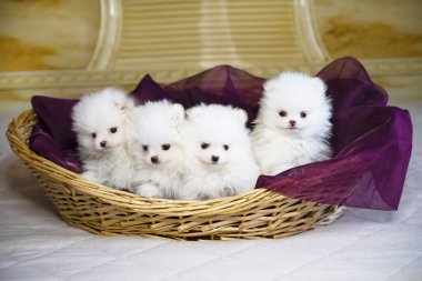 Dört sevimli köpek yavrusu, sepetteki beyaz Pomeranya salyası, kartpostal..