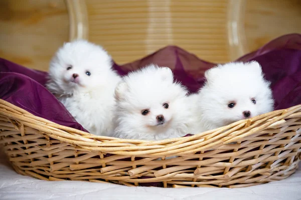 Tres perros de cerca, lindos cachorros, spitz blanco de Pomerania en una canasta, postal. — Foto de Stock