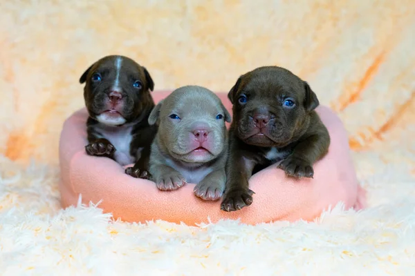 Três cães de perto, cachorros bonitos, branco American Bully em uma cesta, cartão postal. — Fotografia de Stock