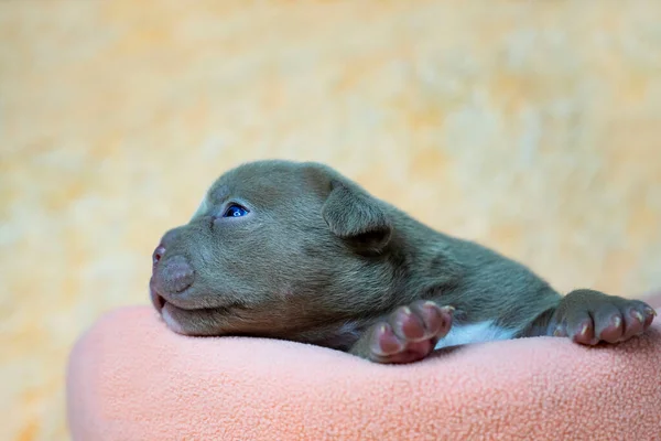 Adorável, cachorrinho bonito cão de perto. Bebê raças American Bully — Fotografia de Stock