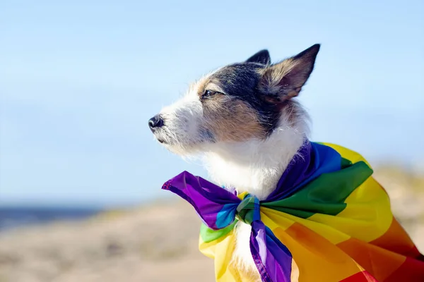 Cute funny dog with colorful rainbow lgbtq flag, minority sex. Pride holiday concept. outdoor lifestyle.