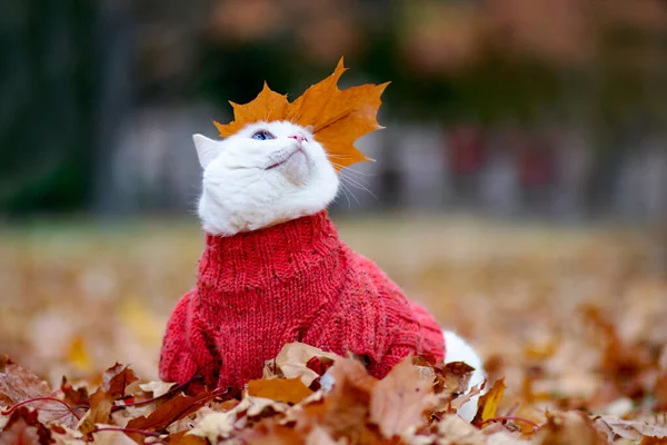 Lustige weiße Katze, bunte Augen. Angora-Rasse. Sitzt an einem Herbsttag im Laub des Parks. Tier im Pullover auf der Straße. Das Tier spielt in rotem und gelbem Ahorn. — Stockfoto