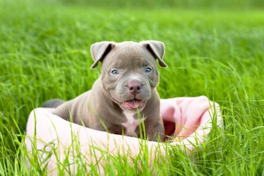 Güneşli bir günde çimlerin üzerinde oturan sevimli bir köpek yavrusu. Komik küçük köpek Amerikan kabadayısı yetiştiriyor. Dost, hizmet köpeği. Dışarıda dışarıda..