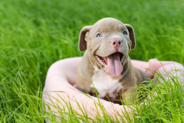 Güneşli bir günde çimlerin üzerinde oturan sevimli, gülümseyen köpek yavrusu. Komik küçük köpek Amerikan kabadayısı yetiştiriyor. Mutlu Arkadaş, Servis Köpeği. Kapının dışında.