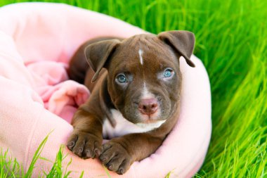 Komik küçük köpek Amerikan kabadayısı yetiştiriyor, doğrudan kameraya bakıyor. Güneşli bir günde çimlerin üzerinde oturan sevimli bir köpek yavrusu. Dost, hizmet köpeği. Kapının dışındayım. Kartpostal
