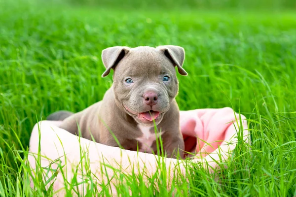 Güneşli bir günde çimlerin üzerinde oturan sevimli bir köpek yavrusu. Komik küçük köpek Amerikan kabadayısı yetiştiriyor. Dost, hizmet köpeği. Dışarıda dışarıda..