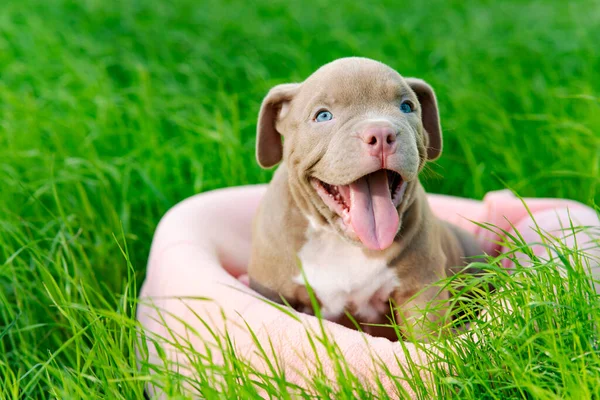 Güneşli bir günde çimlerin üzerinde oturan sevimli, gülümseyen köpek yavrusu. Komik küçük köpek Amerikan kabadayısı yetiştiriyor. Mutlu Arkadaş, Servis Köpeği. Kapının dışında.