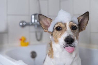 Banyoda kafasında terlikle komik bir köpek, evcil hayvan duş alıyor, dilini gösteriyor. yumuşak odak