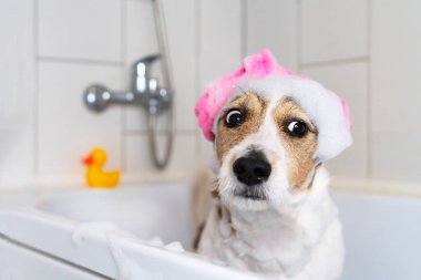 Banyodaki komik köpek kafasında terlikle, evcil hayvan duş alıyor..