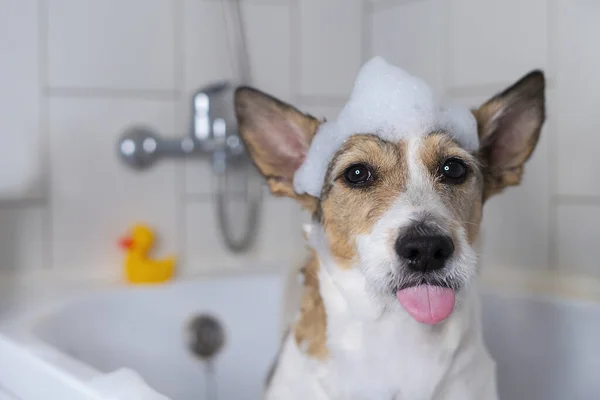 Banyoda kafasında terlikle komik bir köpek, evcil hayvan duş alıyor, dilini gösteriyor. yumuşak odak