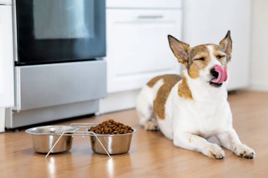 Köpek bir kase yemeğin yanına oturur ve evde bir kase kuru yiyeceğin yanında dilini yalar..