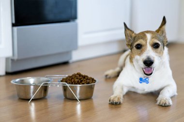 Mutlu bir köpeğin portresi. Yavru, kuru yiyecek kasesinin yanında duruyor. Pozitif görünüyor. Evcil hayvan evde yemek yer..