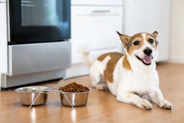Köpek bir kase yemeğin yanına oturur ve evde bir kase kuru yiyeceğin yanında dilini yalar..