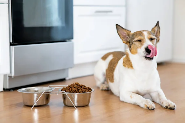 Köpek bir kase yemeğin yanına oturur ve evde bir kase kuru yiyeceğin yanında dilini yalar..