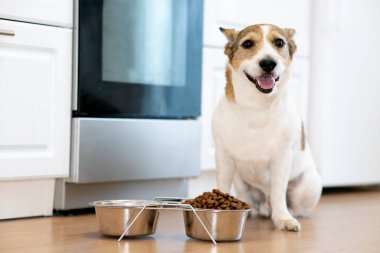 Mutlu bir köpeğin portresi. Yavru, kuru yiyecek kasesinin yanında duruyor. Pozitif görünüyor. Evcil hayvan evde yemek yer..