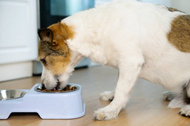 Evcil hayvanlar evde yer. Mutlu bir köpeğin portresi, yavru köpek kuru yiyeceklerle kasesinin yanında oturuyor. Ev gülüşü. Yakın çekim yiyecekler.
