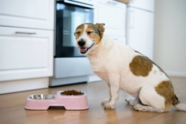 Mutlu bir köpeğin portresi, yavru köpek kuru yiyeceklerle kasesinin yanında oturuyor, kesinlikle düz görünüyor. Evcil gülücükler, evcil hayvanlar evde yer..