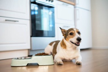 Mutlu bir köpeğin portresi, sinsi bir hayvan tabağının yanında yatıyor kuru yiyeceklerle, gülümsüyor ve dümdüz bakıyor..