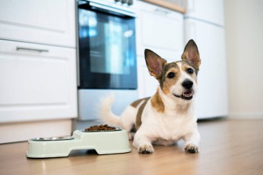 Mutlu bir köpeğin portresi. Yavru, kuru yiyecek kasesinin yanında duruyor. Pozitif görünüyor. Evcil hayvan evde yemek yer..