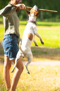 Adam köpeğiyle sopayla oynar, köpekle zıplar. Jack Russell 'ın sıçrayıştaki teriyer köpeğinin dikey fotoğrafı, çimlerin üzerindeki parkta oynuyor.