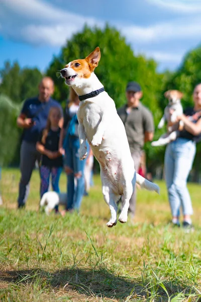 Jack Russell terrier pies w skoku, bawiąc się w parku na trawie — Zdjęcie stockowe