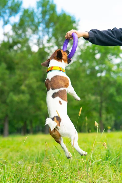 Facet bawi się psem w zabawce, pies w skoku. Pionowe zdjęcie psa terrier Jacka Russella podczas skoku, bawiącego się w parku na trawie — Zdjęcie stockowe