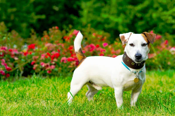 Um homem treina o seu cão Jack Russell Terrier ao ar livre. A alimentar o teu animal de estimação no parque. Treinamento de mão, joga com um filhote de cachorro na grama verde. Quadro vertical — Fotografia de Stock