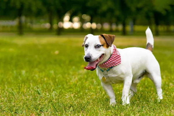 Happy, bela cão jack russell terrier raça andando no parque na grama verde. Sorriso de animal. — Fotografia de Stock