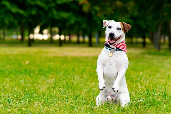 Happy, bela cão jack russell terrier raça andando no parque na grama verde. Sorriso de animal. — Fotografia de Stock