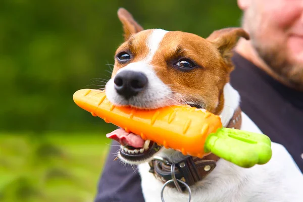 Зблизька морда з собакою. Обличчя улюбленця породи Джек Рассел - Терр "єр, що тримає іграшку в зубах. — стокове фото